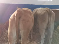 İribuynuzlu mal-qara (partiya, cinsi göstərilməyib), Simmental cattle — foto 3