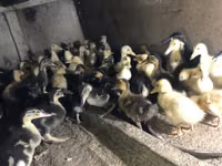 Ducks — zdjęcie 7