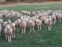 Qoyun, Ile-de-France sheep — foto 1