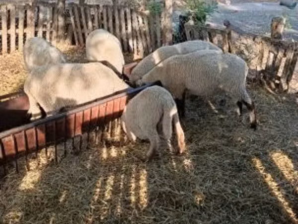 ஆண் ஆடு, ஆடுகள்