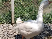 Geese — Foto 2