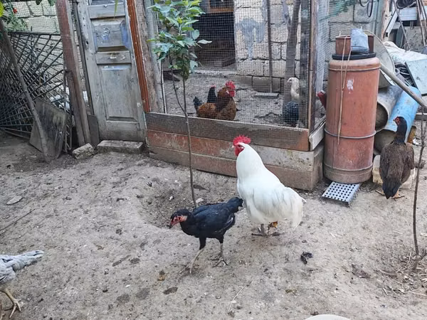 Chickens — Azerbejdżan