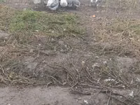Geese — புகைப்படம் 2
