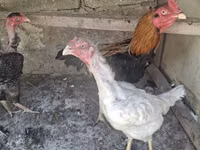 Chickens — 写真 7