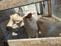 ஆண் வெள்ளாடு, Alpine goat — புகைப்படம் 2