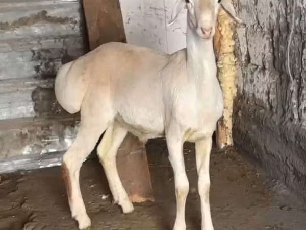Кочкор, Рён кочкору