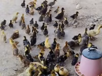 Ducks — foto 1