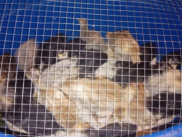 Turkeys