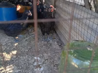 Chickens — zdjęcie 5