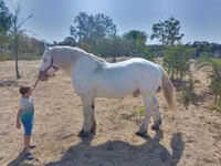 حصان, Percheron — الصورة 6
