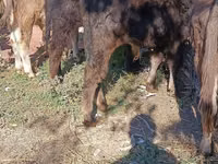 ثور, Simmental cattle — الصورة 5