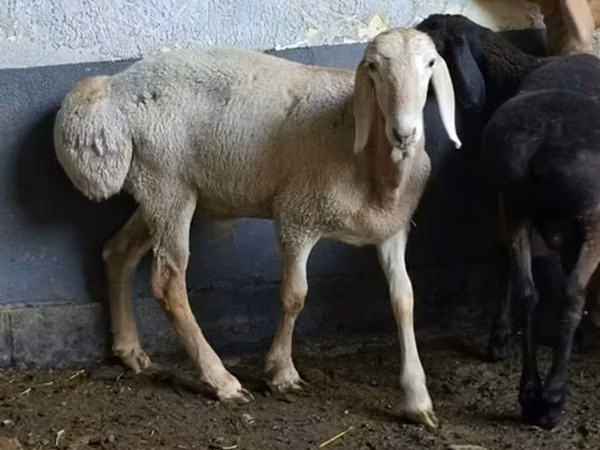 Brebis, Arashan sheep