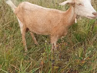 Cabra, Cabras — foto 7