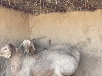 Koyunlar (parti, cinsiyet belirtilmedi), Arashan sheep — foto 1