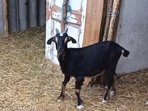 ஆண் வெள்ளாடு, Alpine goat
