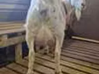 Goat, LaMancha goats — photo 3