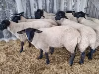 Ovelha, White Suffolk sheep — foto 2