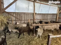 ვერძი, Merino sheep — ფოტო 7