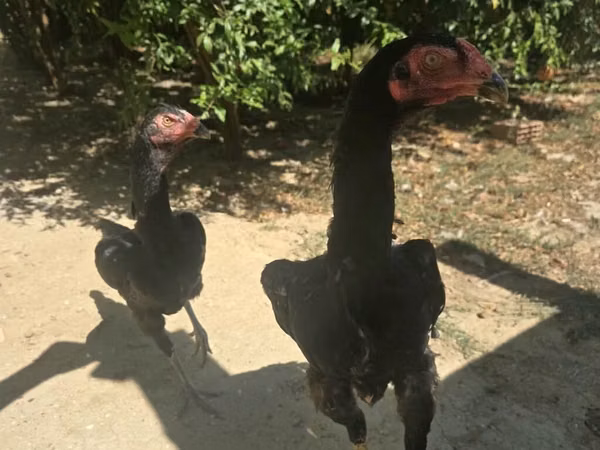 Chickens