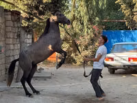 Yegua, Caballos — foto 4