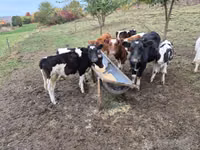 Býk, Simmental cattle — foto 4