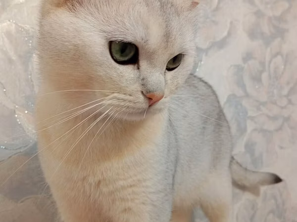 Cinsi:Britsh shorthair. Cantası tek 170m da alınıb. Ev heyvanları