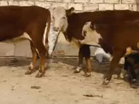Krowa, Latvian Blue cattle — zdjęcie 2