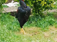 Chickens — foto 3