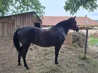 Kısrak, Hungarian horse breed — foto 1