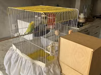 Təmiz qan Çex tutuquşuları satılır 🦜 Quşlar çox sağlam, aktiv və — zdjęcie 1