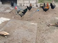 Chickens — Foto 2