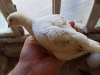 Chickens — zdjęcie 4