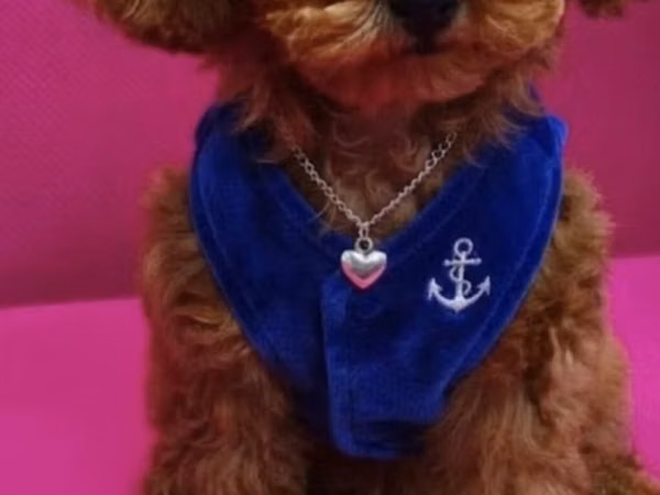 Toy Poodle satılır 4 aylıqdı vaksinləri olunub və pasportuda