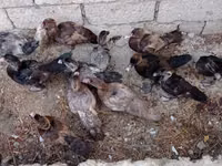Ducks — Foto 1