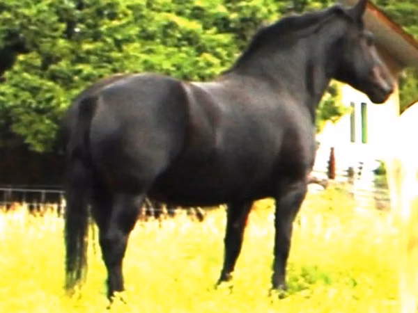 母马, Percheron