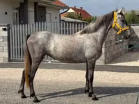 母马, Horses — 照片 2