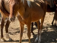 Cavalo, Rocky Mountain Horse — foto 1