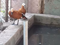 Ducks — foto 4