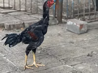 Guinea fowl — foto 2