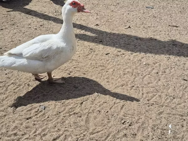 イースト インディー