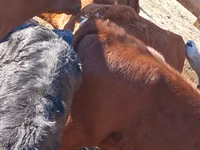 Sığır (parti, cinsiyet belirtilmedi), Simmental cattle — foto 2
