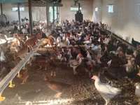 Chickens — Foto 5