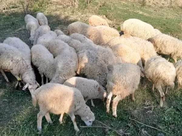 ვერძი, ცხვრები