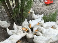 Niemiecki Pekin — zdjęcie 2