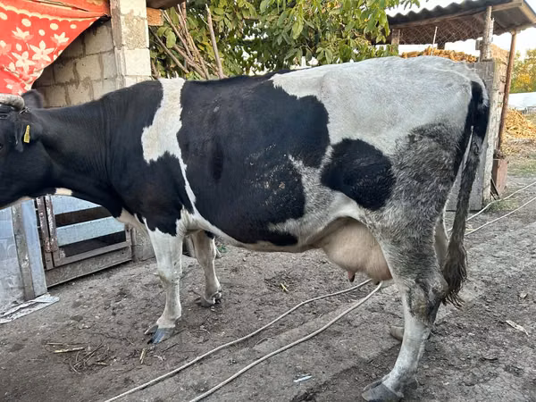 بقرة, Russian Black pied cattle