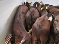 Býk, Simmental cattle — foto 8