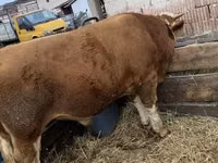 Bulle, Ungarische Graue Rasse — Foto 1