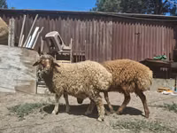 Sheep, Sheep — photo 2