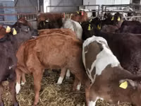 Býk, Simmental cattle — foto 7