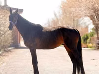 Aygʻir, Thoroughbred horse — 1-rasm